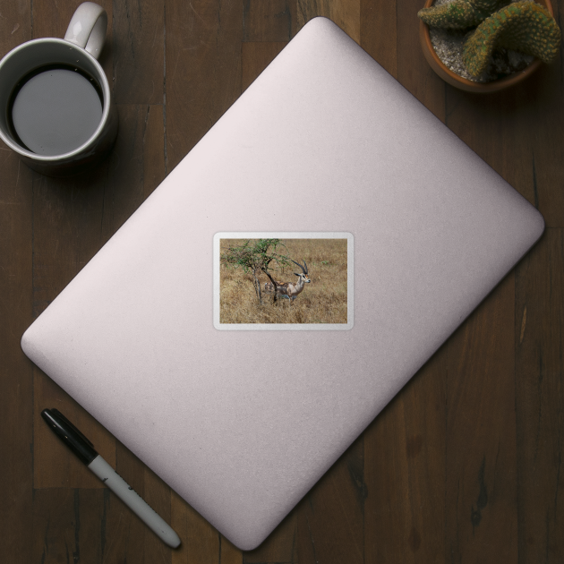 Wild Gazelle in Tanzania by SafariByMarisa